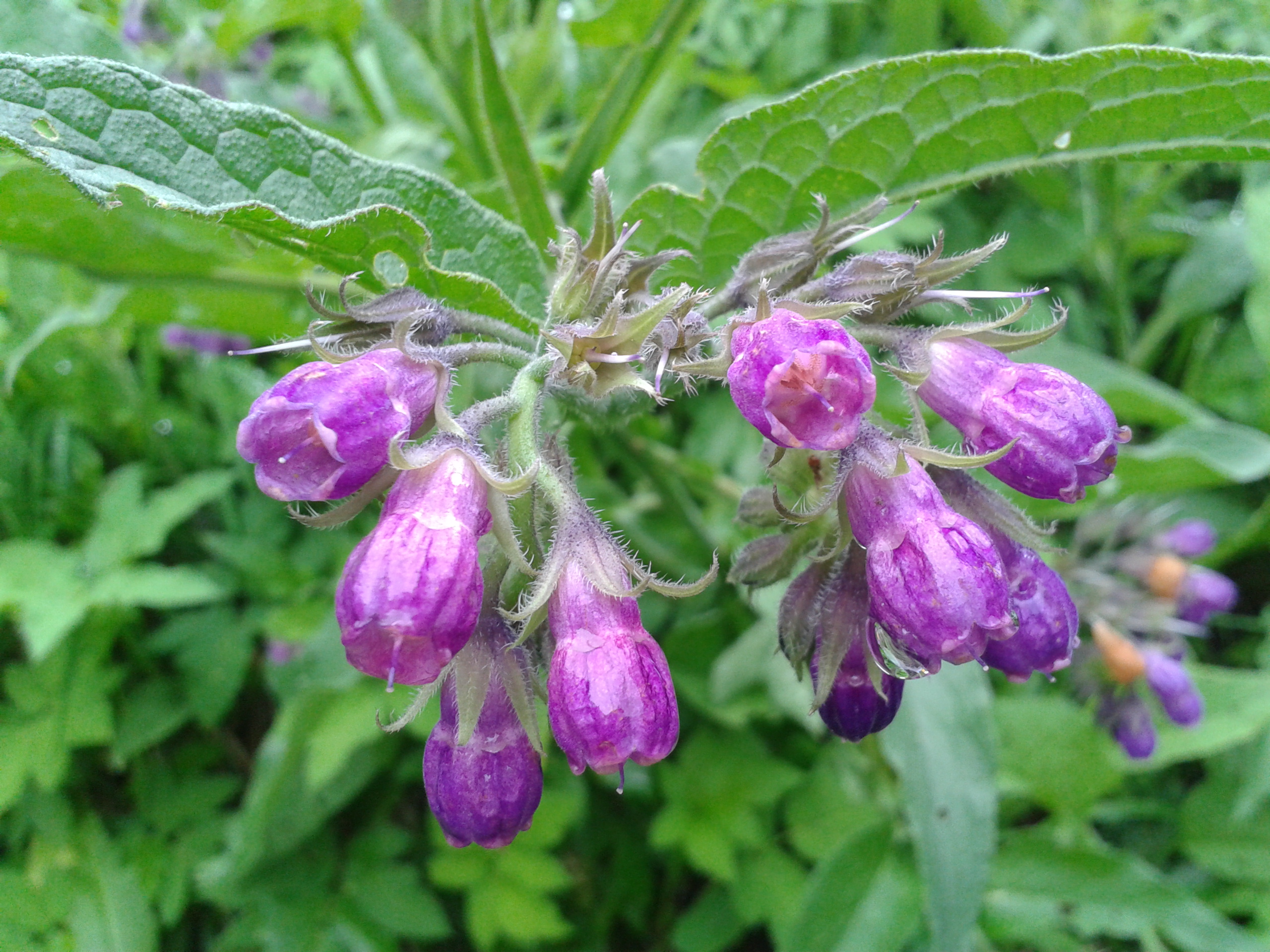 Common comfrey